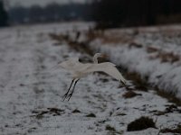 Ardea alba 70, Grote zilverreiger, Saxifraga-Luuk Vermeer