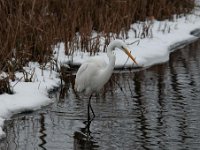 Ardea alba 73, Grote zilverreiger, Saxifraga-Luuk Vermeer