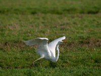 Ardea alba 81, Grote zilverreiger, Saxifraga-Luuk Vermeer