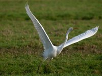 Ardea alba 82, Grote zilverreiger, Saxifraga-Luuk Vermeer