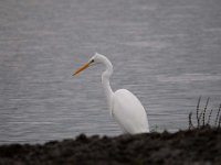 Ardea alba 90, Grote zilverreiger, Saxifraga-Luuk Vermeer