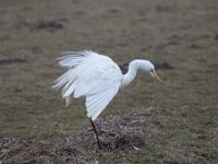 Ardea alba 95, Grote zilverreiger, Saxifraga-Luuk Vermeer