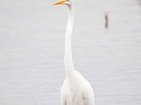 Ardea alba 97, Grote zilverreiger, Saxifraga-Luuk Vermeer