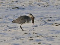 Ardea cinerea 120, Blauwe reiger, Saxifraga-Luuk Vermeer