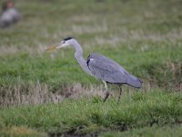 Ardea cinerea 125, Blauwe reiger, Saxifraga-Luuk Vermeer