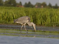 Ardea cinerea 129, Blauwe reiger, Saxifraga-Luuk Vermeer