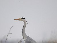 Ardea cinerea 133, Blauwe reiger, Saxifraga-Luuk Vermeer