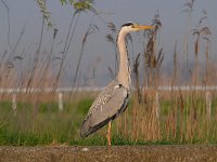 Ardea cinerea 137, Blauwe reiger, Saxifraga-Luuk Vermeer