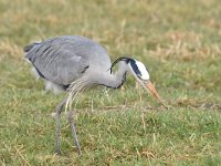 Ardea cinerea 146, Blauwe reiger, Saxifraga-Luuk Vermeer