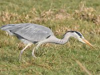 Ardea cinerea 147, Blauwe reiger, Saxifraga-Luuk Vermeer