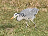 Ardea cinerea 148, Blauwe reiger, Saxifraga-Luuk Vermeer