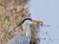 Ardea cinerea 155, Blauwe reiger, Saxifraga-Luuk Vermeer