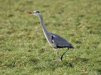 Ardea cinerea 157, Blauwe reiger, Saxifraga-Luuk Vermeer