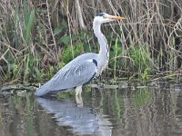 Ardea cinerea 162, Blauwe reiger, Saxifraga-Luuk Vermeer