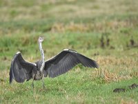 Ardea cinerea 165, Blauwe reiger, Saxifraga-Luuk Vermeer