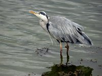 Ardea cinerea 3, Blauwe reiger, Saxifraga-Ed Stikvoort