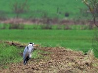 Ardea cinerea 62, Blauwe reiger, Saxifraga-Hans Dekker