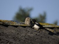 Athene noctua 101, Steenuil, Saxifraga-Luuk Vermeer