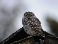 Athene noctua 103, Steenuil, Saxifraga-Luuk Vermeer