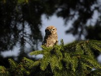 Athene noctua 116, Steenuil, Saxifraga-Luuk Vermeer