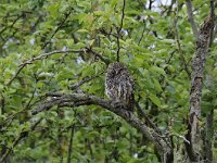 Athene noctua 49, Steenuil, Saxifraga-Luuk Vermeer