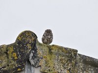 Athene noctua 52, Steenuil, Saxifraga-Luuk Vermeer