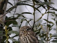 Athene noctua 56, Steenuil, Saxifraga-Luuk Vermeer