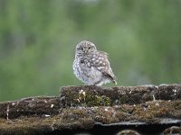 Athene noctua 68, Steenuil, Saxifraga-Luuk Vermeer