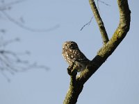 Athene noctua 74, Steenuil, Saxifraga-Luuk Vermeer