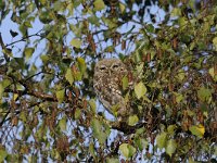 Athene noctua 81, Steenuil, Saxifraga-Luuk Vermeer