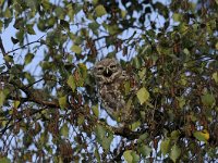 Athene noctua 82, Steenuil, Saxifraga-Luuk Vermeer