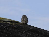 Athene noctua 84, Steenuil, Saxifraga-Luuk Vermeer