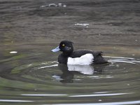 Aythya fuligula 58, Kuifeend, Saxifraga-Luuk Vermeer