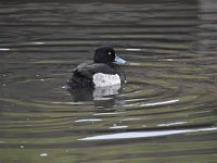 Aythya fuligula 59, Kuifeend, Saxifraga-Luuk Vermeer