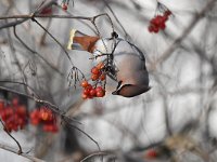 Bombycilla garrulus 38, Pestvogel, Saxifraga-Luuk Vermeer