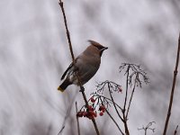 Bombycilla garrulus 68, Pestvogel, Saxifraga-Luuk Vermeer