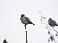 Bombycilla garrulus 69, Pestvogel, Saxifraga-Luuk Vermeer