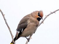 Bombycilla garrulus 72, Pestvogel, Saxifraga-Bart Vastenhouw