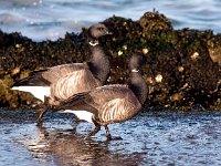 Branta bernicla 79, Rotgans, Saxifraga-Bart Vastenhouw