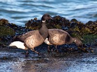 Branta bernicla 82, Rotgans, Saxifraga-Bart Vastenhouw