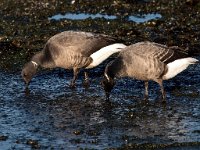 Branta bernicla 84, Rotgans, Saxifraga-Bart Vastenhouw