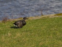 Branta bernicla 85, Rotgans, Saxifraga-Jan Nijendijk