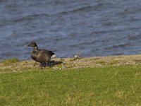 Branta bernicla 87, Rotgans, Saxifraga-Jan Nijendijk