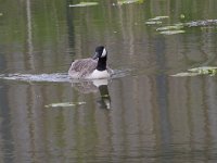 Branta canadensis 49, Grote canadese gans, Saxifraga-Jan Nijendijk