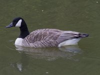 Branta canadensis 51, Grote canadese gans, Saxifraga-Jan Nijendijk