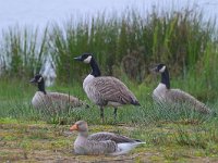 Branta canadensis 54, Grote Canadese Gans, Saxifraga-Tom Heijnen