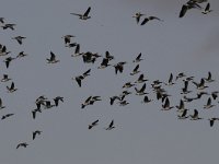 Branta leucopsis 104, Brandgans, Saxifraga-Luuk Vermeer