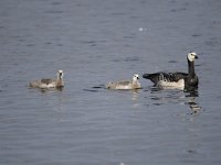 Branta leucopsis 109, Brandgans, Saxifraga-Luuk Vermeer