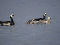 Branta leucopsis 110, Brandgans, Saxifraga-Luuk Vermeer