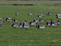 Branta leucopsis 123, Brandgans, Saxifraga-Luuk Vermeer